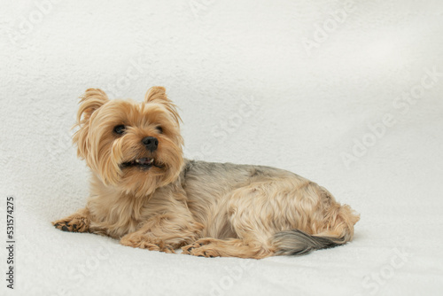 Cute dog photo, yorkshire terrier photo on white blanket. copy space photo