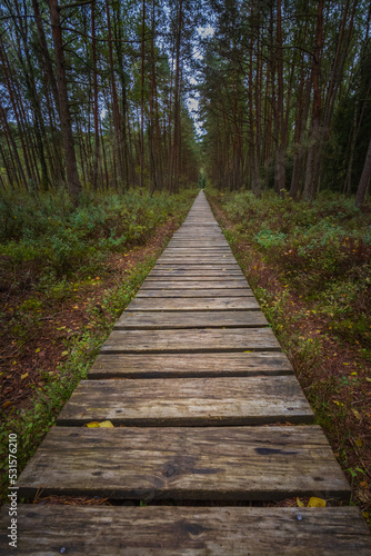 Path along the swamp in Lithuania, Varnikai © lukjonis