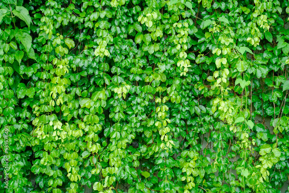 Green ivy leaves over cement wall - obrazy, fototapety, plakaty 