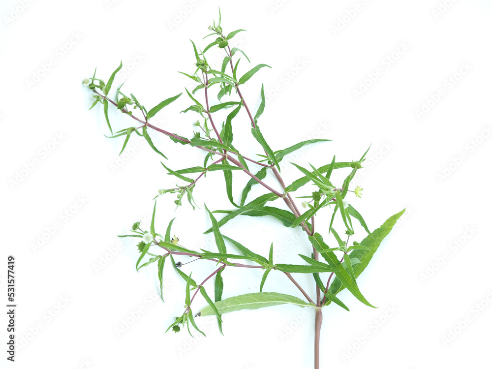 Obraz premium Fresh Eclipta alba on white background. closeup photo, blurred.
