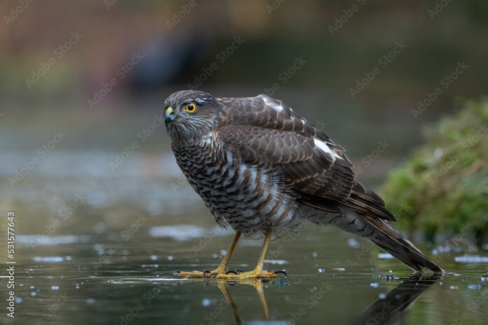 Obraz premium Sparrow hawk on slippery ice