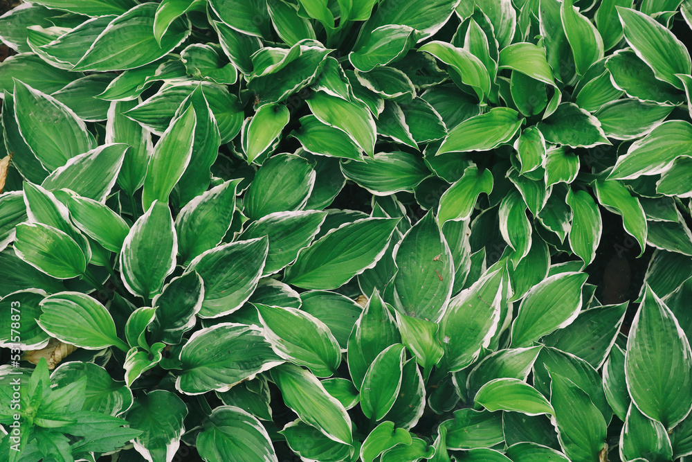 Fototapeta premium green leaves background