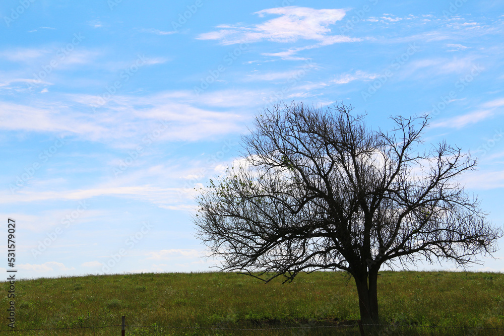 silhouette summer tree farm meadow pasture field rural yard outback nature landscape countryside silhouette summer tree farm meadow pasture field rural yard outback nature landscape countryside