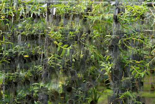 Orchid seedlings hanging on a plant nursery in the orchid farm.