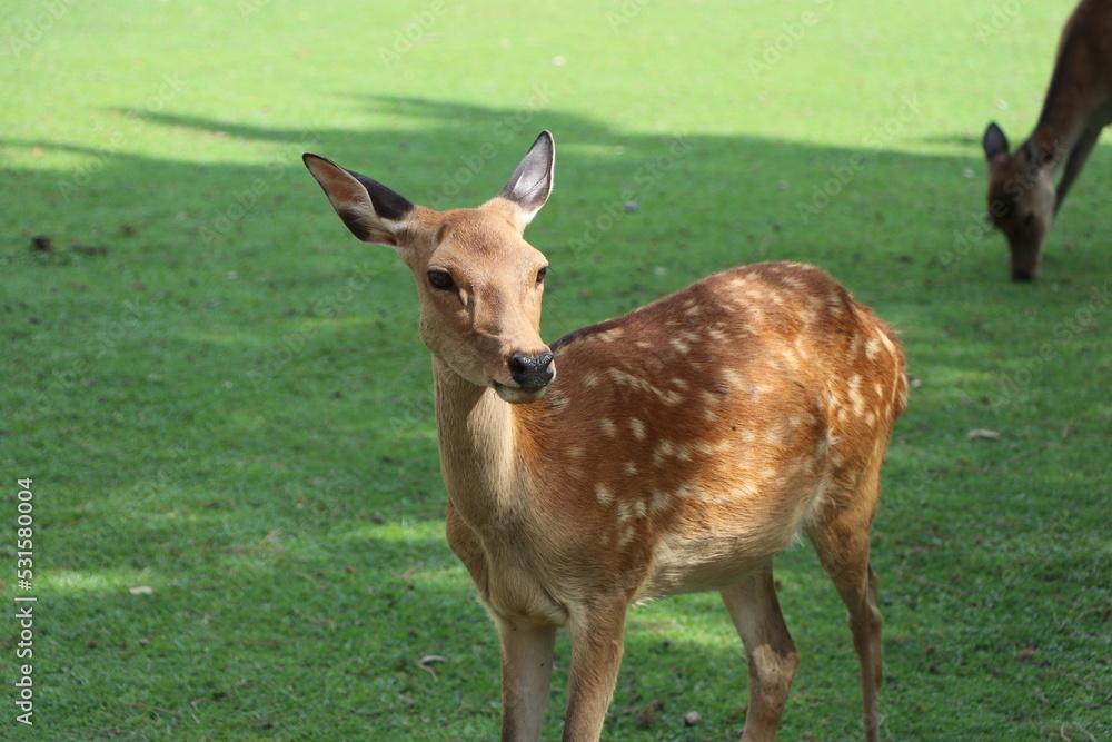 しか　奈良　鹿公園　鹿煎餅　動物　鹿