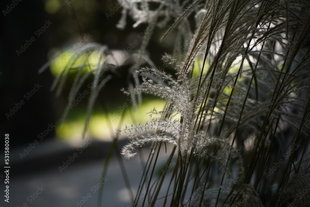 Branches of a garden ornamental plant. Branches of a garden ornamental plant.