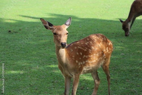 しか　奈良　鹿公園　鹿煎餅　動物　鹿