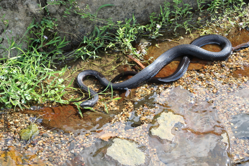 青大将　アオダイショウ　ヘビ　カラスヘビ　蛇