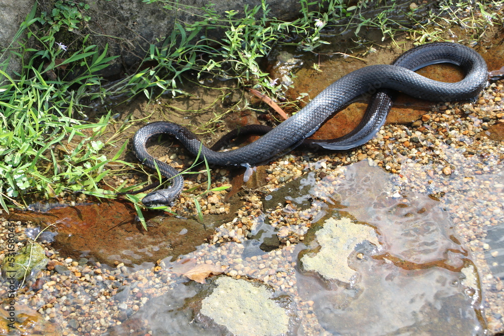 Obraz premium 青大将 アオダイショウ ヘビ カラスヘビ 蛇