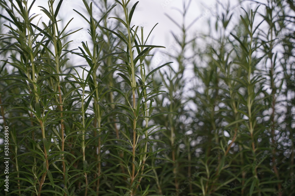 Rosemary bushes in pots at the exhibition-sale. Rosemary bushes in pots at the exhibition-sale.