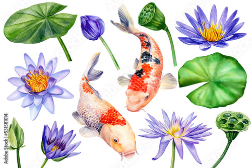 Photography Set of water lily flowers and koi fish on isolated white background, watercolor botanical illustration