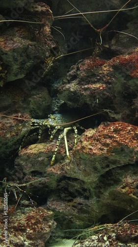 Aquarium, crayfish, shrimp