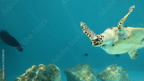 Sea turtles, aquariums, Chelonioidea