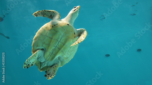 Sea turtles  aquariums  Chelonioidea