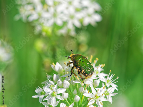 韮の花粉を食べるコアオハナムグリ