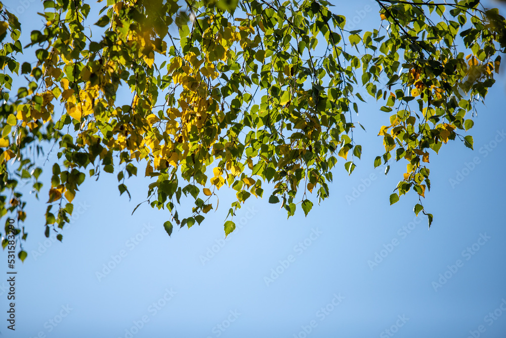 Green leaves of trees against the blue sky.