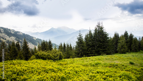 Carpathian forest in summer. Carpathian Mountains  Ukraine