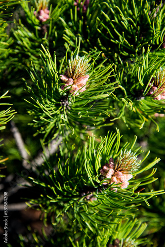 Young shoots on spruce branches, spring time