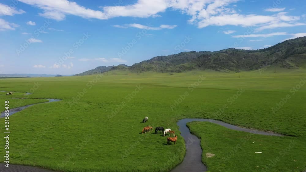 Horses graze in a green meadow next to a winding river stream. 