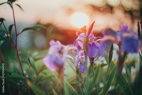 Sunset in the flower garden. Irises on the background of the setting sun.