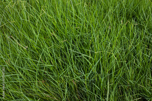 Green grass full frame