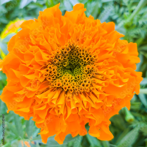 Close up of an orange flower