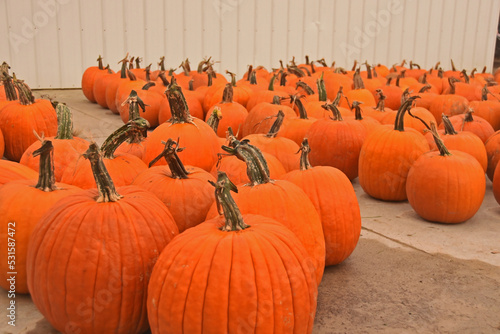 Pumplins on a pumpkin patch` photo