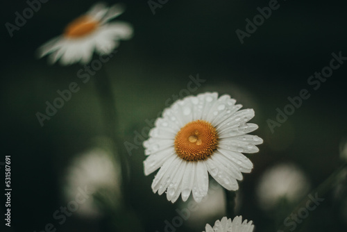 Rainy evening in a flower garden with daisies