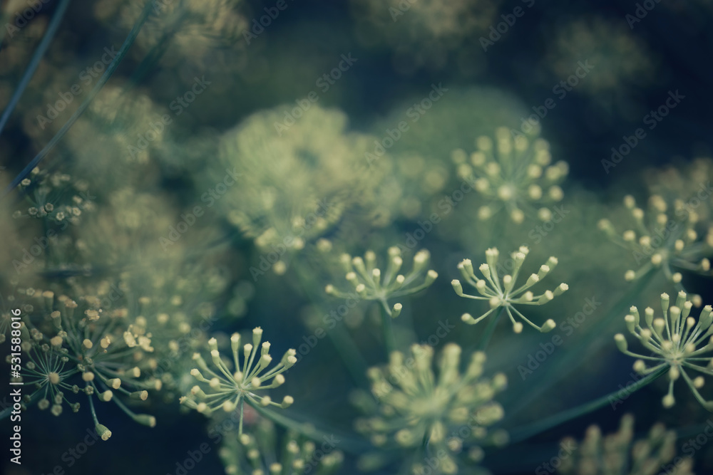 Green branches of dill