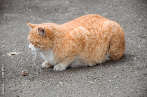 Red cat lies on the street. Cute street cat. © Катерина Воробьева