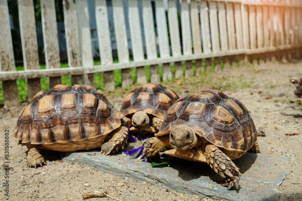 Obraz premium three Sucata tortoise on the ground