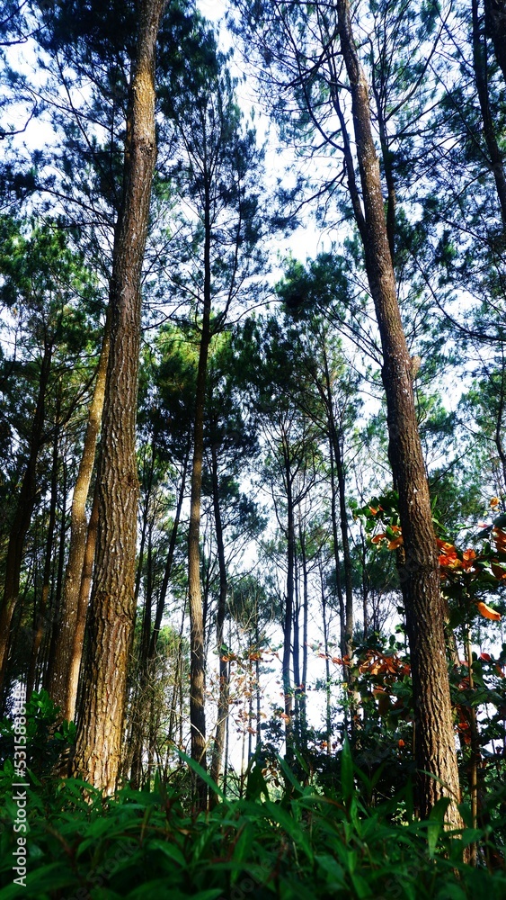 Obraz premium Beautiful fresh green pine forest