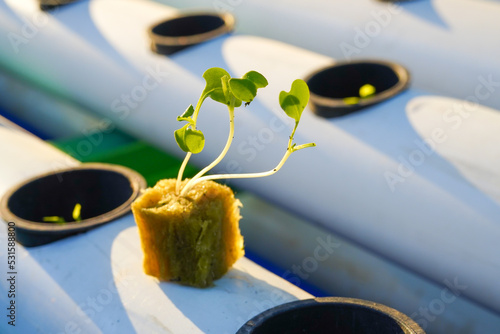 Hydroponic mustard seeds using rockwool planting media with a hydroponic pipe as a background.  photo