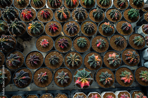 cactus greenhouse  closeup shot