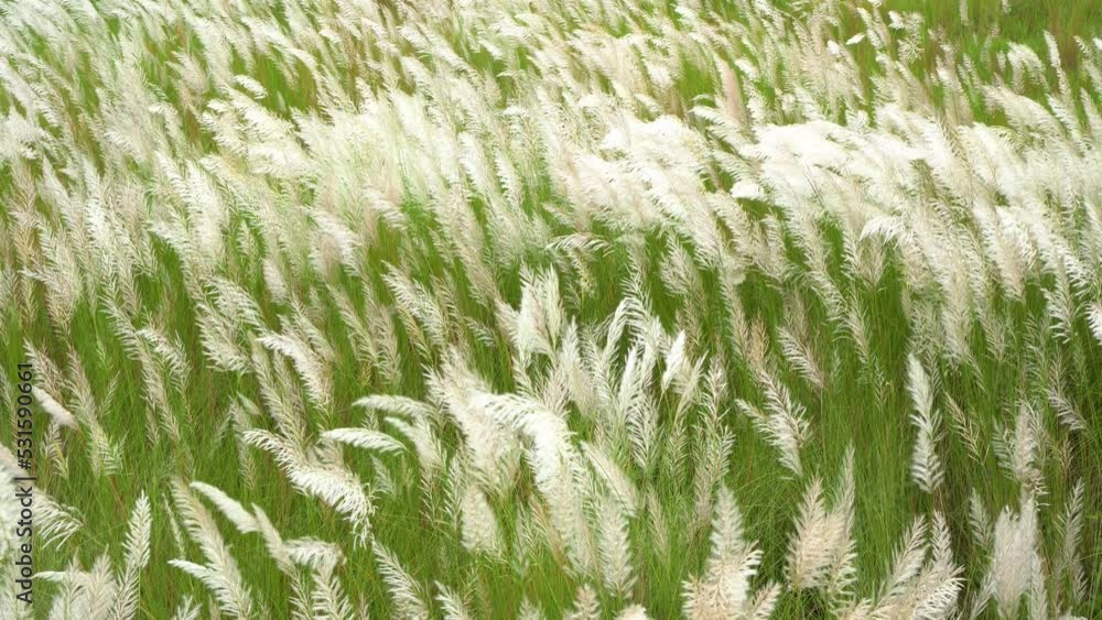 Beautiful white kash or kans grass flower, Saccharum spontaneum, during durga puja festival Beautiful white kash or kans grass flower, Saccharum spontaneum, during durga puja festival