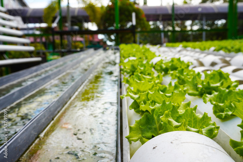 Hydroponics with the Nutrient Film Technique (NFT) system using PVC pipes and gutters. Healthy lettuce with hydroponic growing system
