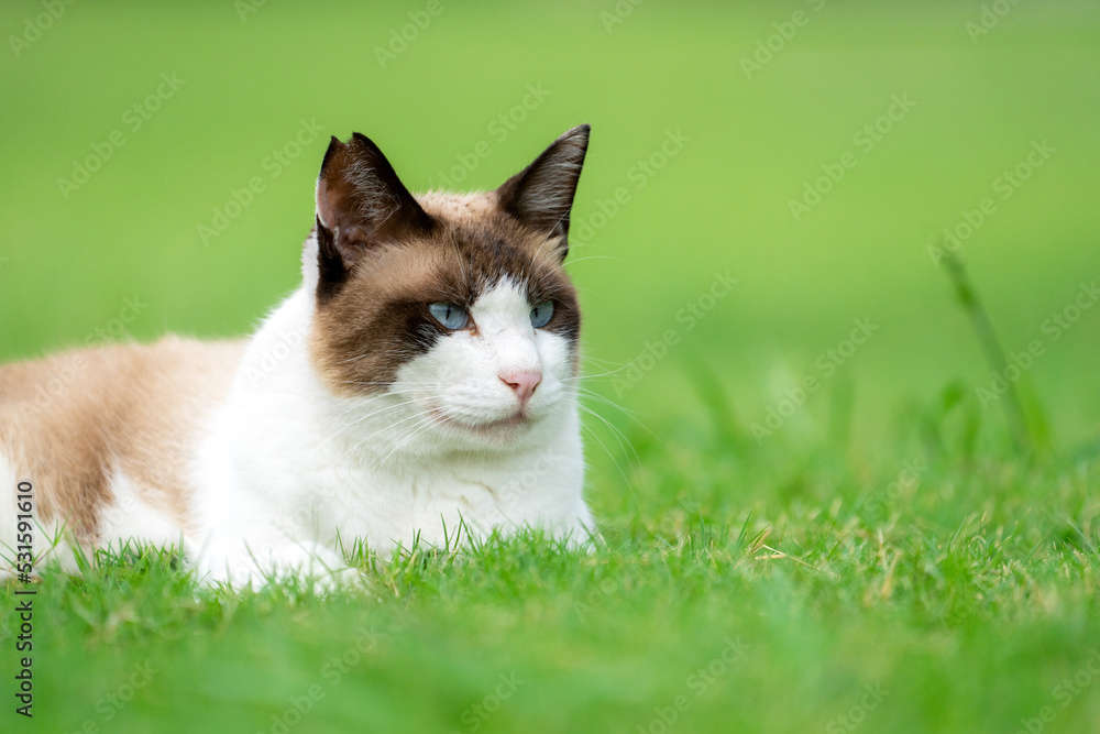 芝生に寝転ぶ地域猫
