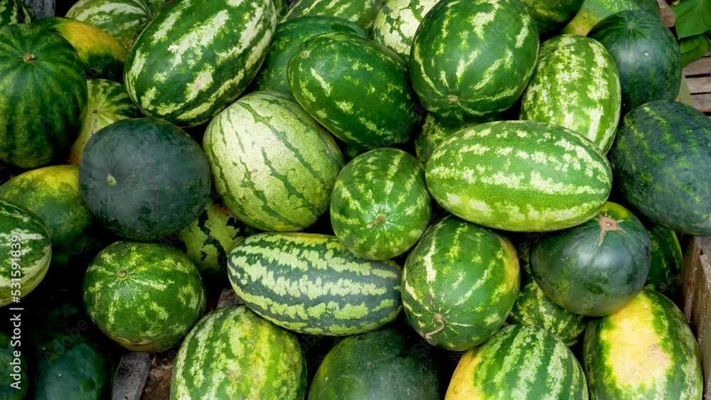 Many different large striped watermelons lie on the pile. Cultivation and harvesting of watermelons in summer, cultivation of ecologically pure sweet berries, vitamin fruits Many different large striped watermelons lie on the pile. Cultivation and harvesting of watermelons in summer, cultivation of ecologically pure sweet berries, vitamin fruits