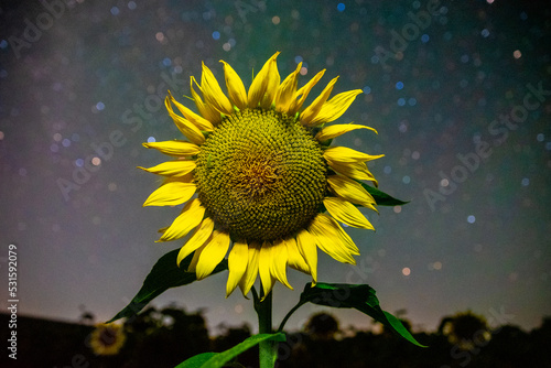 Sunflower under the starry sky