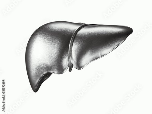 3d illustration of human liver with gallbladder made of metal isolated on white
