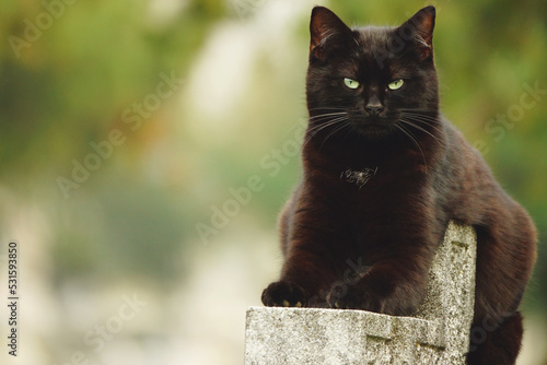 Black cat with an evil look  looking at the camera and sitting on a grave at the cemetery  as a guardian of souls