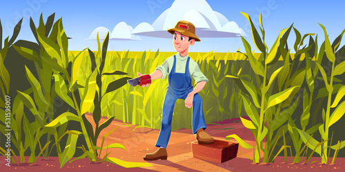 Man farmer work on corn field, countryman with pruner and wooden box collecting crop. Harvesting, farming concept with villager on summer maize meadow landscape background, Cartoon vector illustration