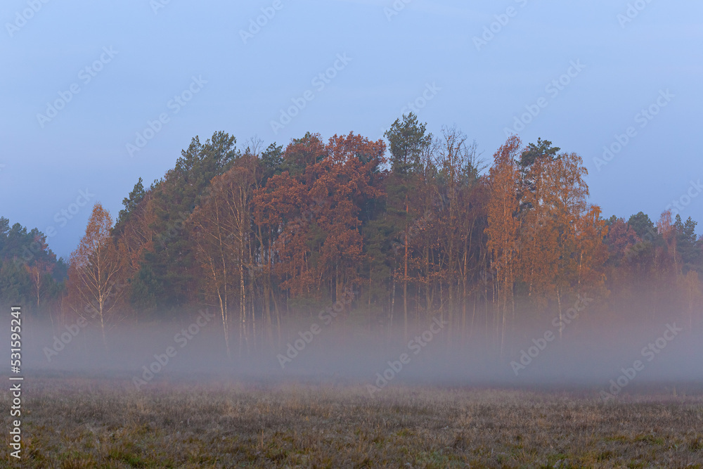 Jesienna mgła pod lasem - obrazy, fototapety, plakaty 