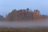Jesienna mgła pod lasem