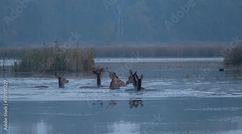 Tapety Jelenie w wodzie