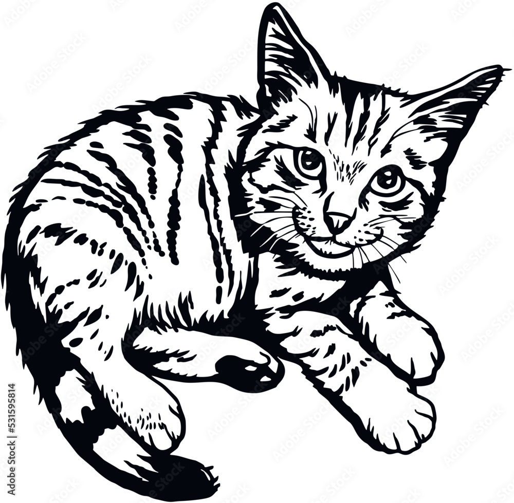 Domestic Cat, Peeking kitten - Cheerful kitty isolated on white - vector stock Domestic Cat, Peeking kitten - Cheerful kitty isolated on white - vector stock