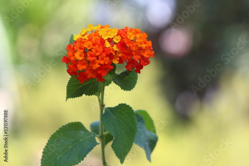 Lantana is a genus of about 150 species of perennial flowering plants in the verbena family, Verbenaceae. 