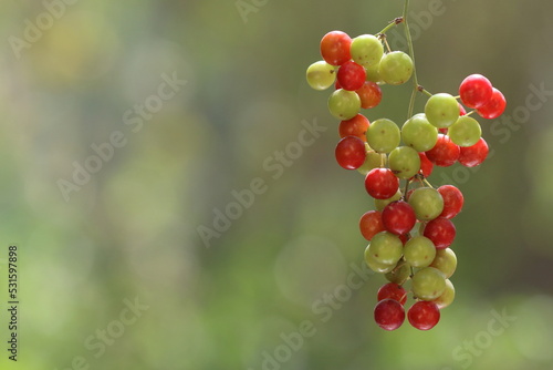 Smilax aspera is a perennial, evergreen climber with a flexible and delicate stem, with sharp thorns photo