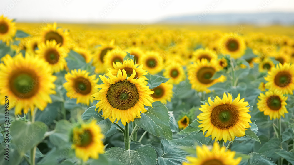 Fototapeta premium Blooming sunflowers on evening field. Blossoming plantation of sunflowers showing seeds at back sunset, closeup