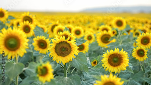 Blooming sunflowers on evening field. Blossoming plantation of sunflowers showing seeds at back sunset  closeup